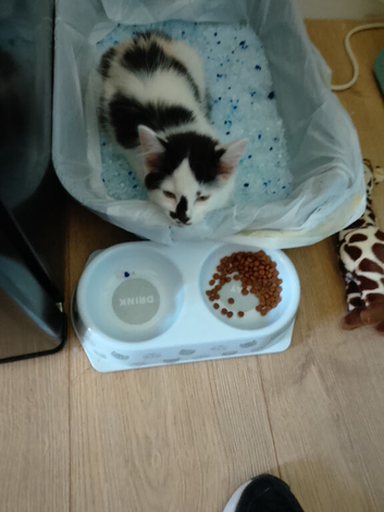 11 Week Old Girl