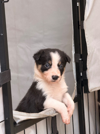 Border collie pups