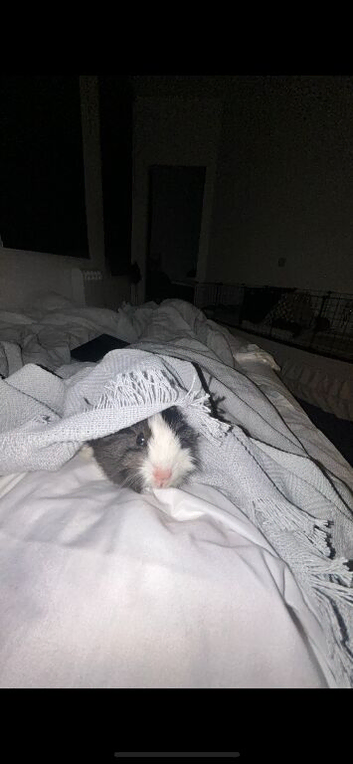 Beautiful sow- for rehoming