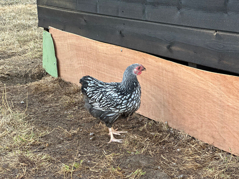 WYANDOTTE BANTAM COCKEREL