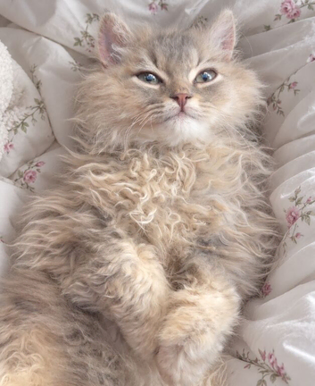 British chinchilla kitten