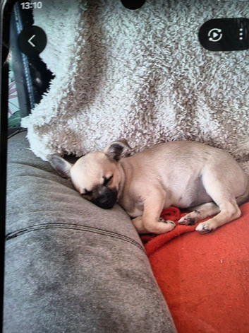 Chihuahua gril 7half mouths old