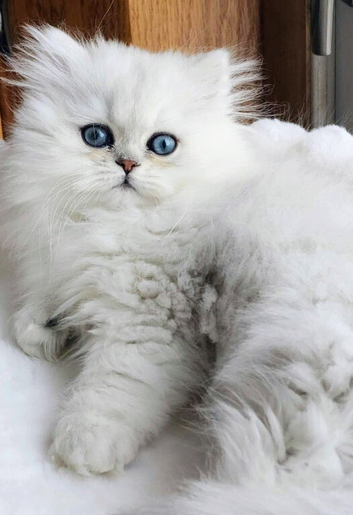 Chinchilla Persians