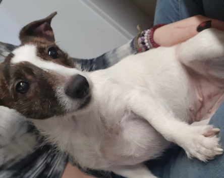 Needs a good home
