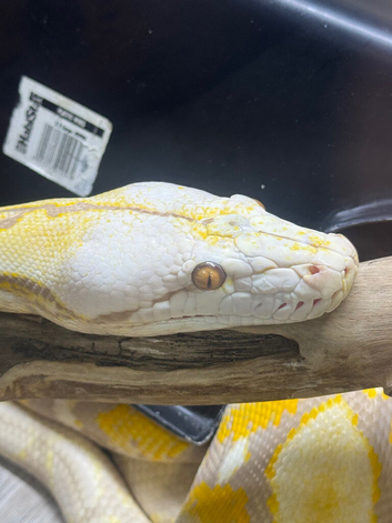 Male and female reticulated pythons