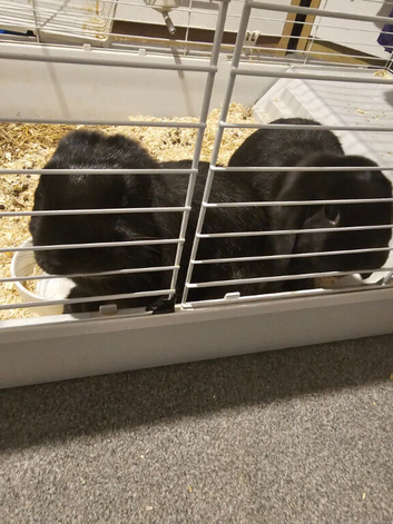 2 male brothers with set up