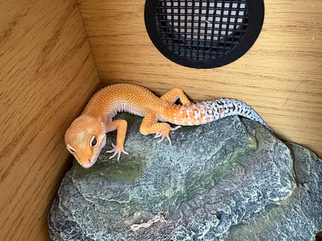 Selling tangerine leopard gecko