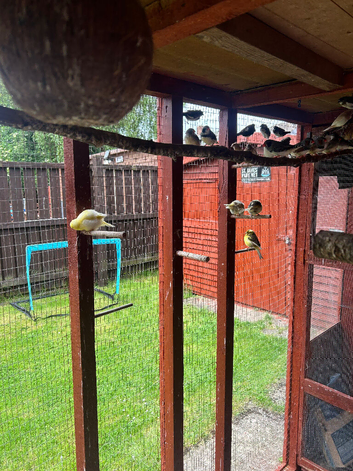 Zebra finches for sale