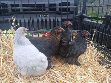 Pekin bantam pullets