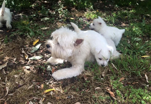 West Highland White Terrier Puppies