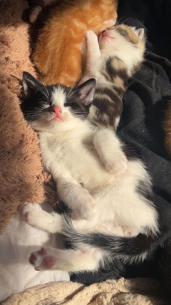 CUTE KITTENS FOR SALE