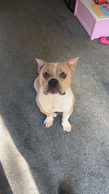 Male pocket bully 19months stud