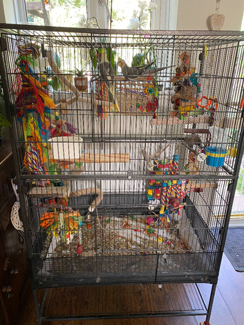 Two cockatiel and large cage