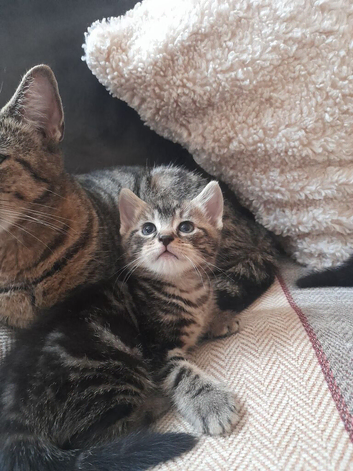 Mixed bengal kittens for sale