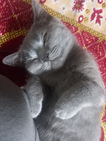 British shorthair kittens xx