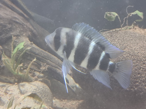 Various fish for sale