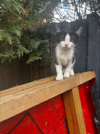 2 kittens looking for their new homes ready now