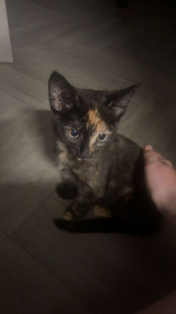 6 month old kittens- boy and girl