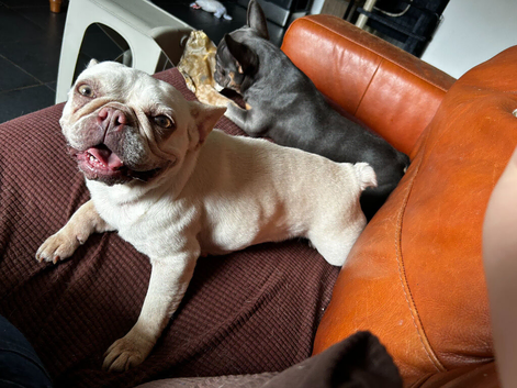 Super sweet child/cat and dog friendly frenchie girl