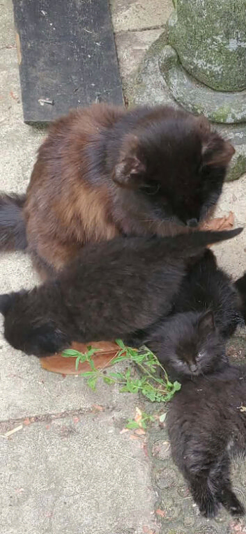 Ragdoll kittens