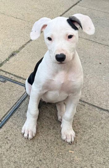 Staff mix whippet