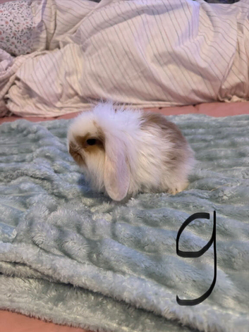 Baby French lop x mini lop