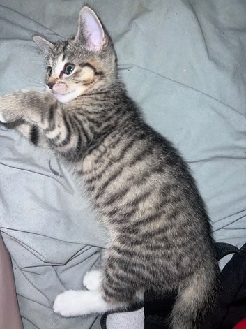 Bengal and Tabby Female Kitten