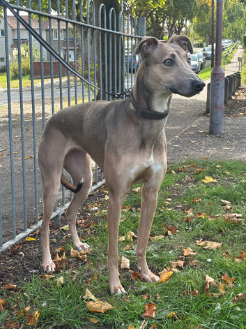 female lurcher