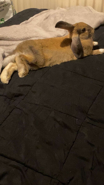 Young tame friendly rabbit