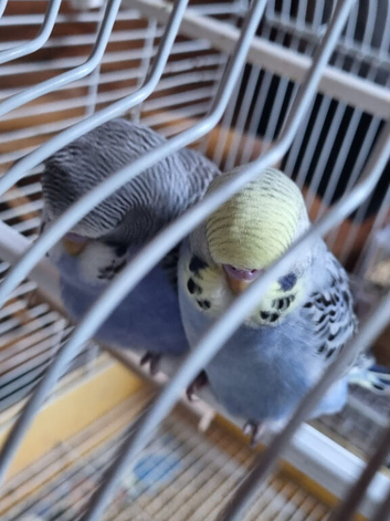Baby Budgies