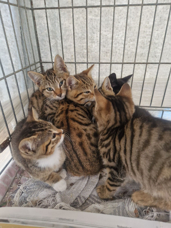 Striking domestic shorthaired farm kittens ready to go