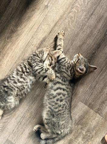 Adorable Male Tabby Kittens Looking for Their Forever Home 12 weeks old
