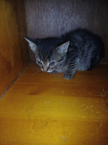 5 Kittens Looking for New Homes - 9 Weeks Old
