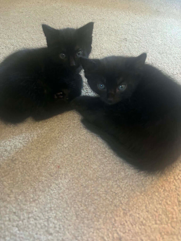 2 kittens