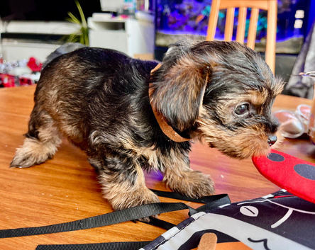 Yorkshire Terrier puppies - full vac & microchip