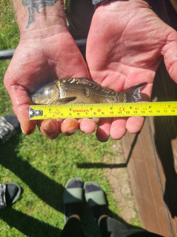 Common/mirror carp