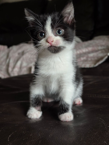 Cats ready for a new home
