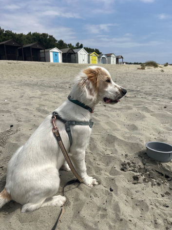 5 months old springer spaniel for sell