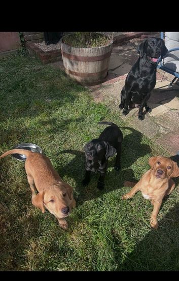 Beautiful Labrador puppies