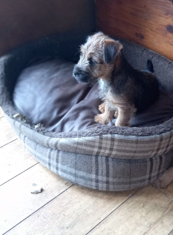 Border x Jack Russell Terrier