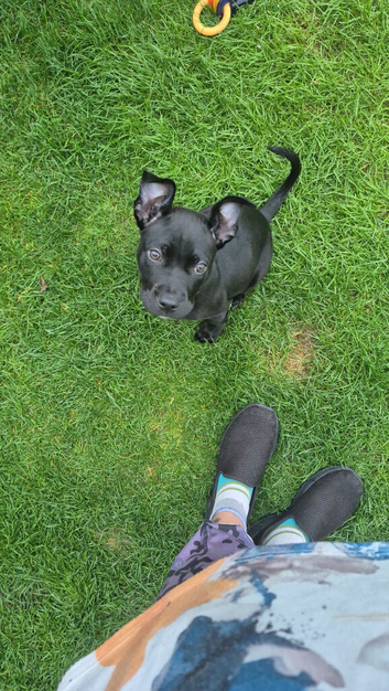 Alpha blue blood bulldog cross puppy - comes with all her things