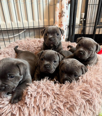 Blue Staffordshire bull terrier puppies
