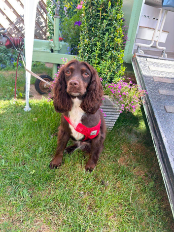Female cocker spaniel
