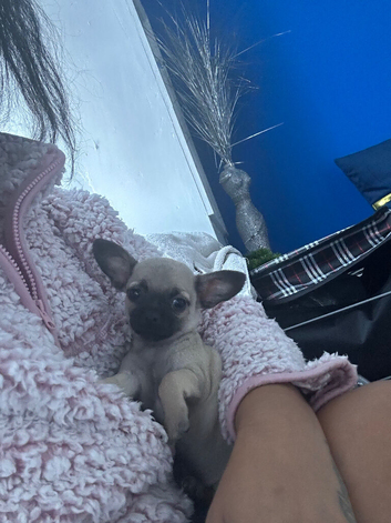 Beautiful chihuahua boy puppy