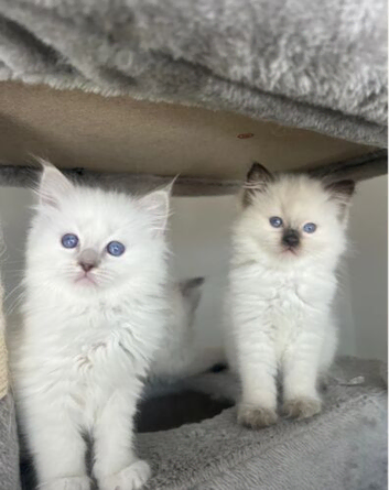 Ragdoll kittens for sale