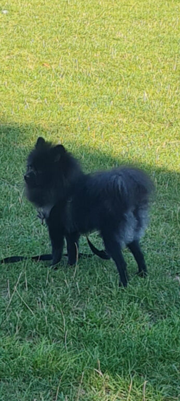 Pomeranian 9months old male