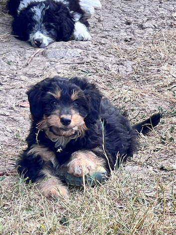 Lassie/Border Collie X Miniature Poodle