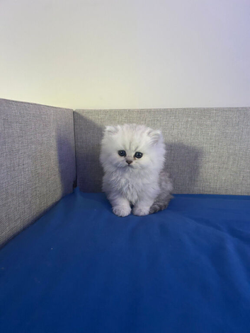 Pure breed persian chinchila kittens