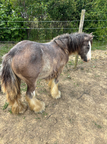 Mini blue and strawbury roan Blagdon cob