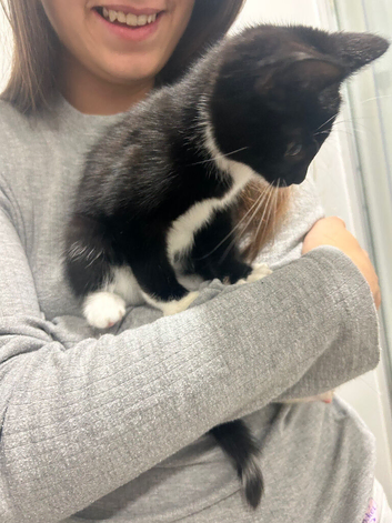 Lovely kittens